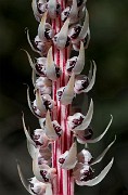 Allotropa virgata - Candy Stripe